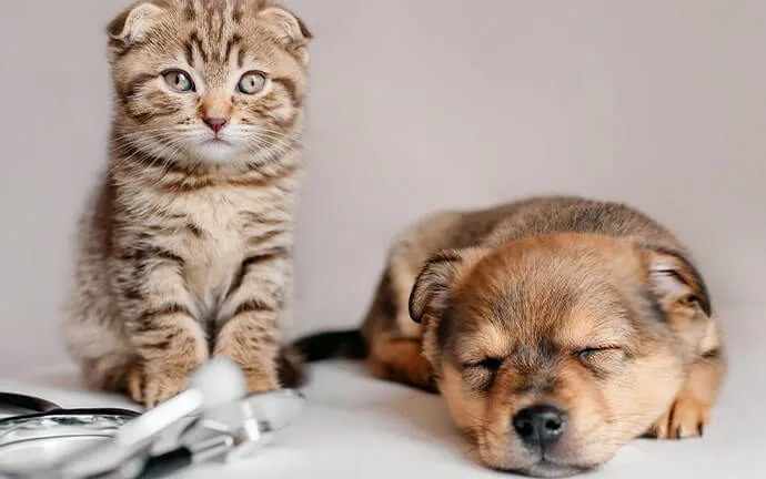 A kitten sitting beside a sleeping puppy