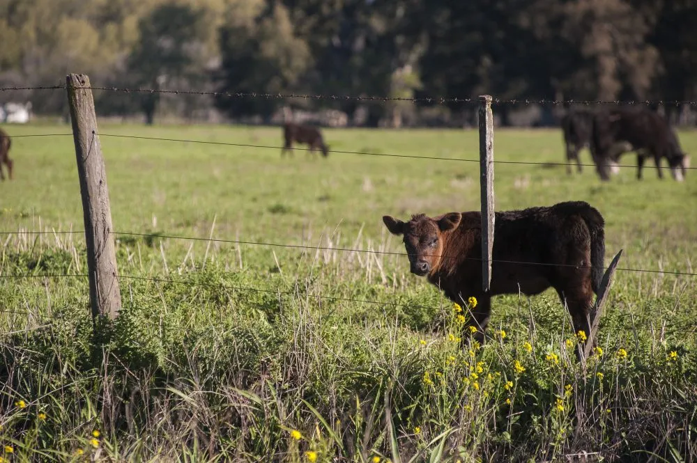 A young black calf standing in a fenced pasture