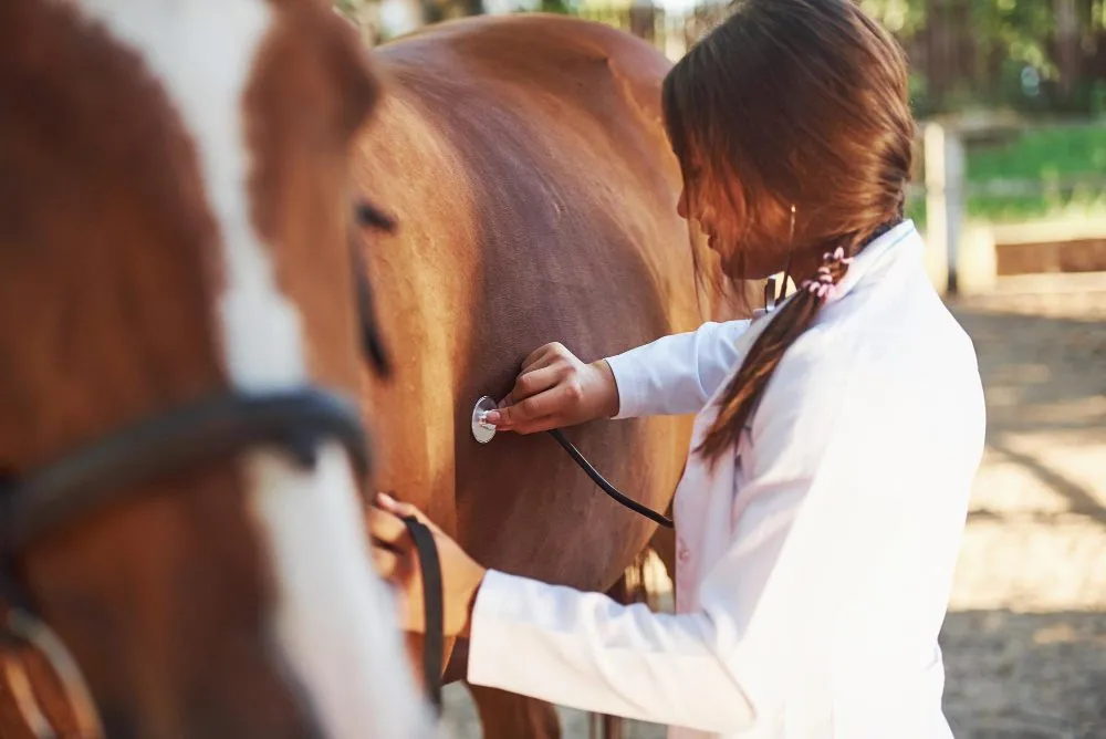 A veterinarian listening to a horse's chest with a stethoscope