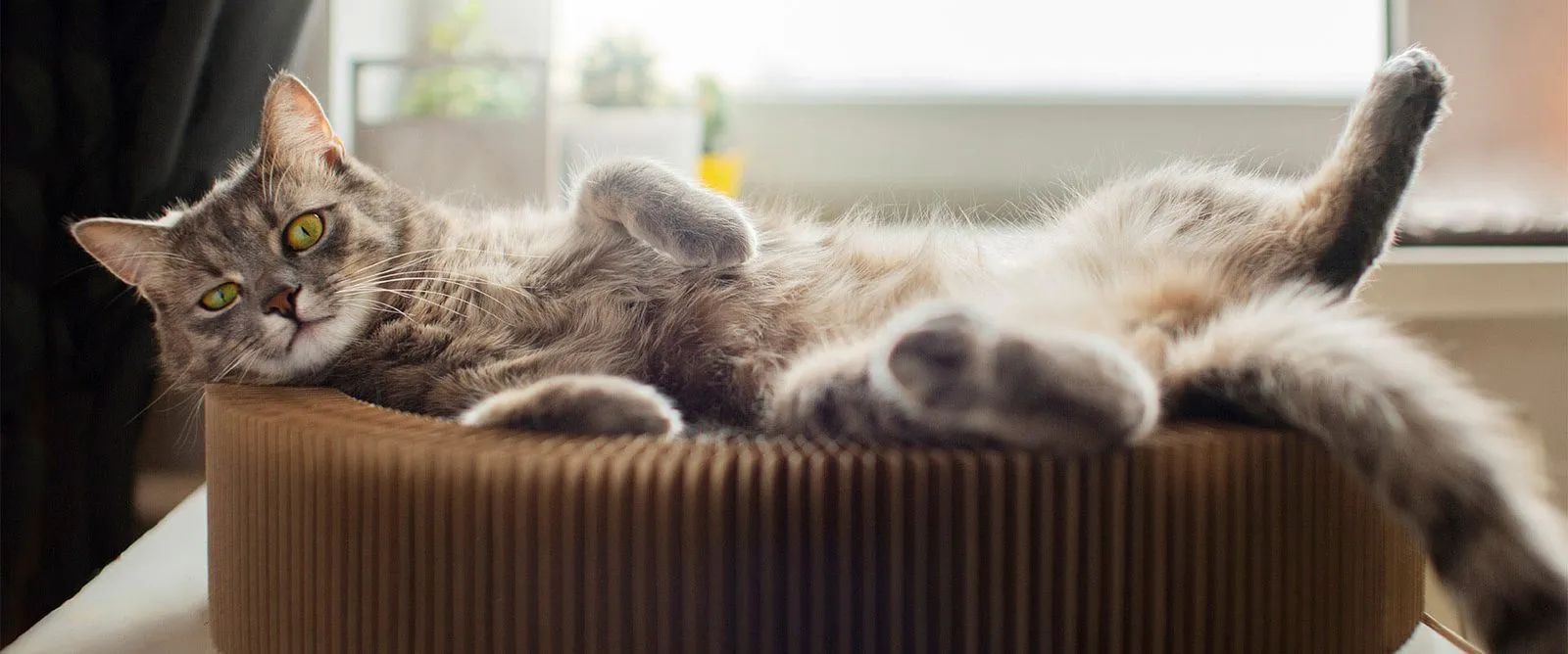 A tabby cat stretched out on its back in a cat bed