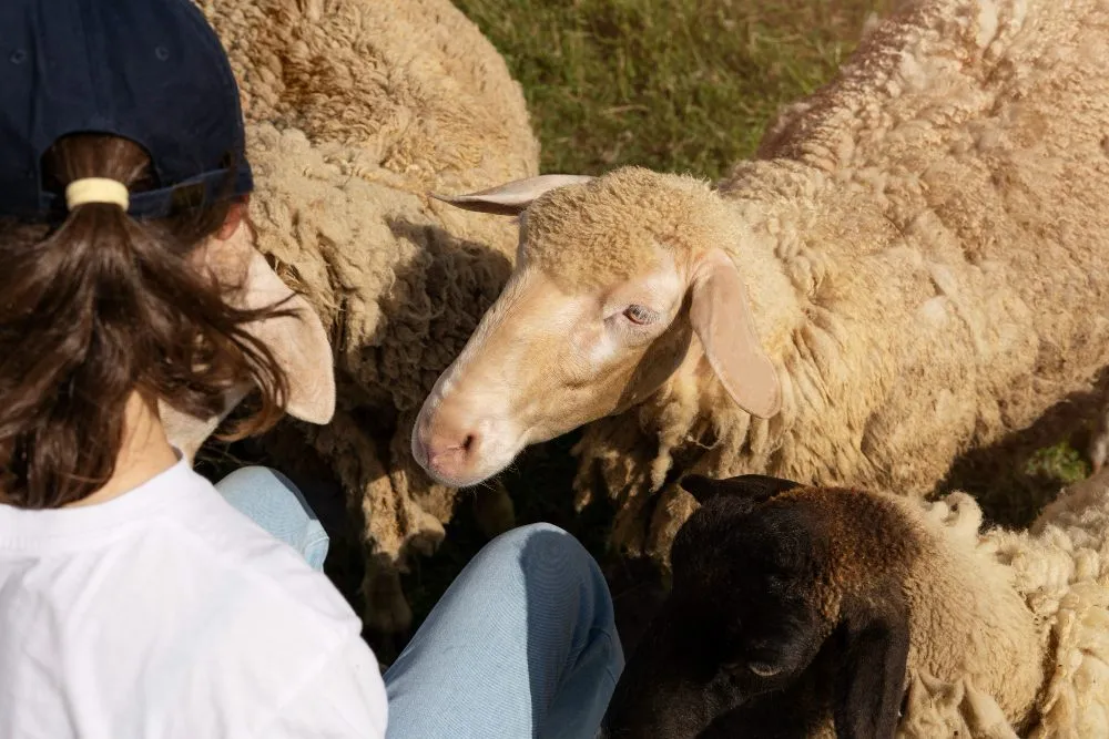 A woman sitting with sheep and a lamb in the pasture