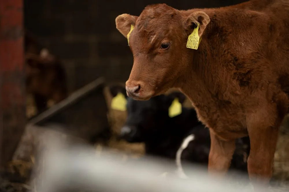 A young brown calf with an ear tag in a barn