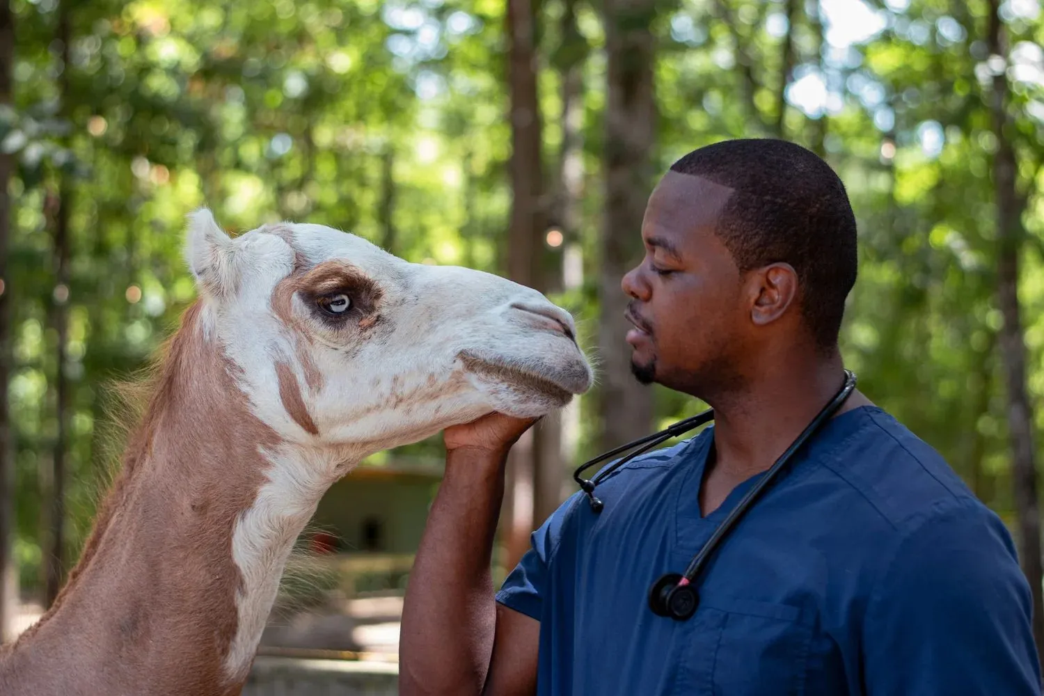 An Ark veterinarian in blue scrubs face to face with a camel