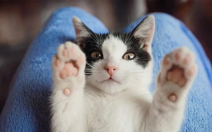 A black and white kitten lying on its back with its paws up