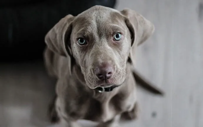 A Weimaraner puppy looking up