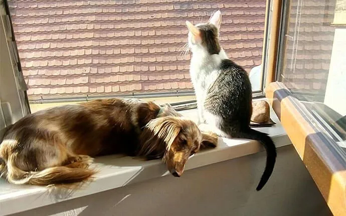 A dog and a cat sitting together in a sunny window