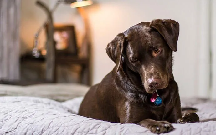 A chocolate Labrador lying on a bed