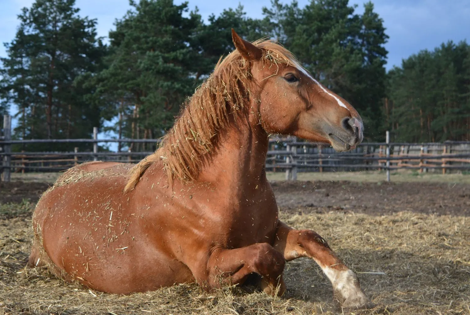 A chestnut horse resting in a paddock