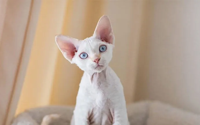 A white kitten sitting on a blanket