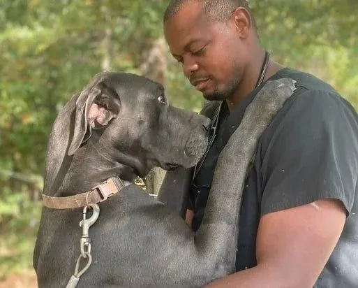 An Ark veterinarian hugging a gray Great Dane