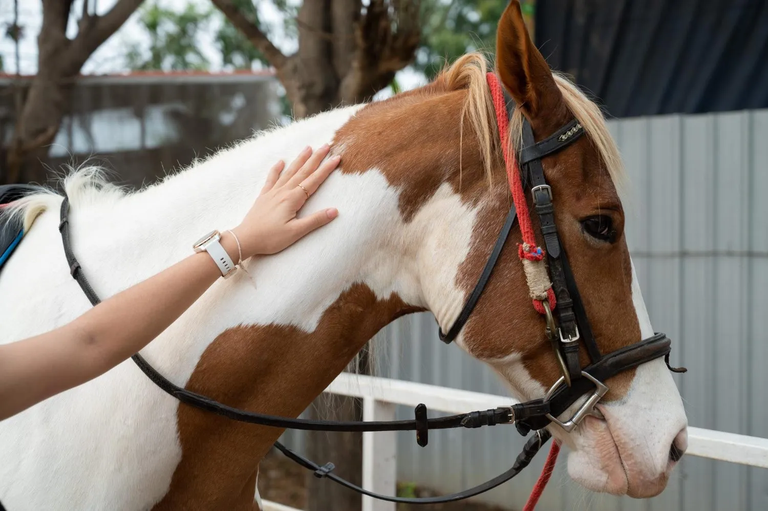 A hand resting on the neck of a brown and white paint horse