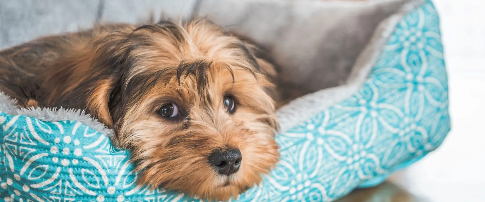 A Yorkshire terrier resting in a soft dog bed