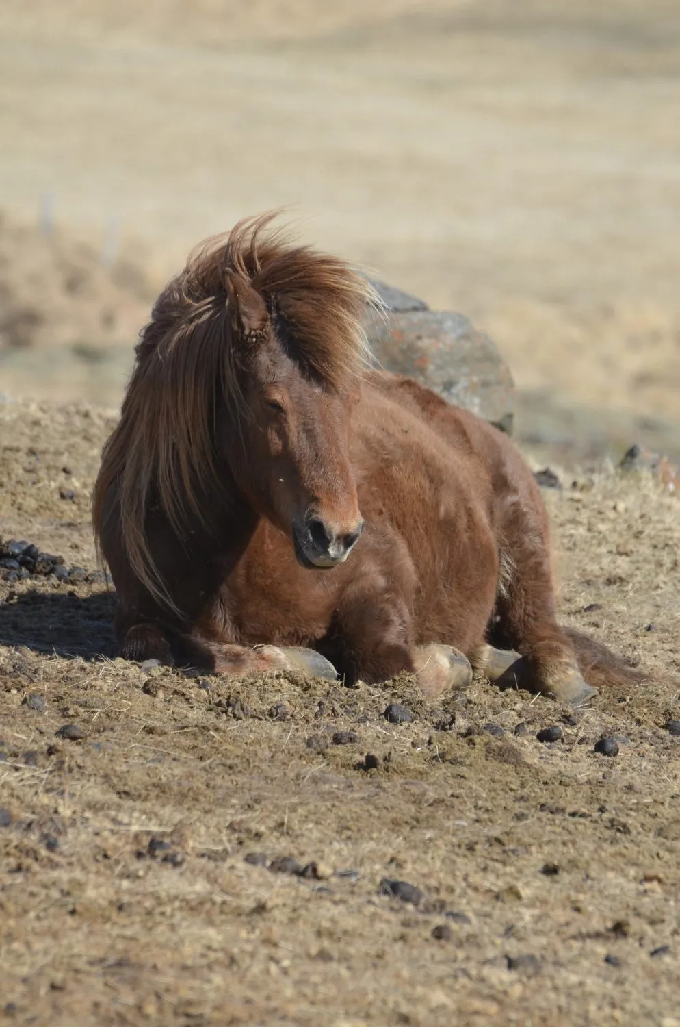 A small pony lying down in a dirt paddock