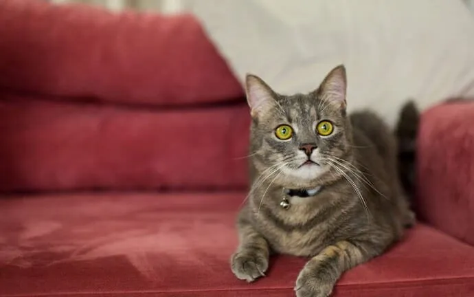 A tabby cat sitting on a red sofa