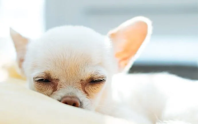 A Chihuahua sleeping on a soft blanket
