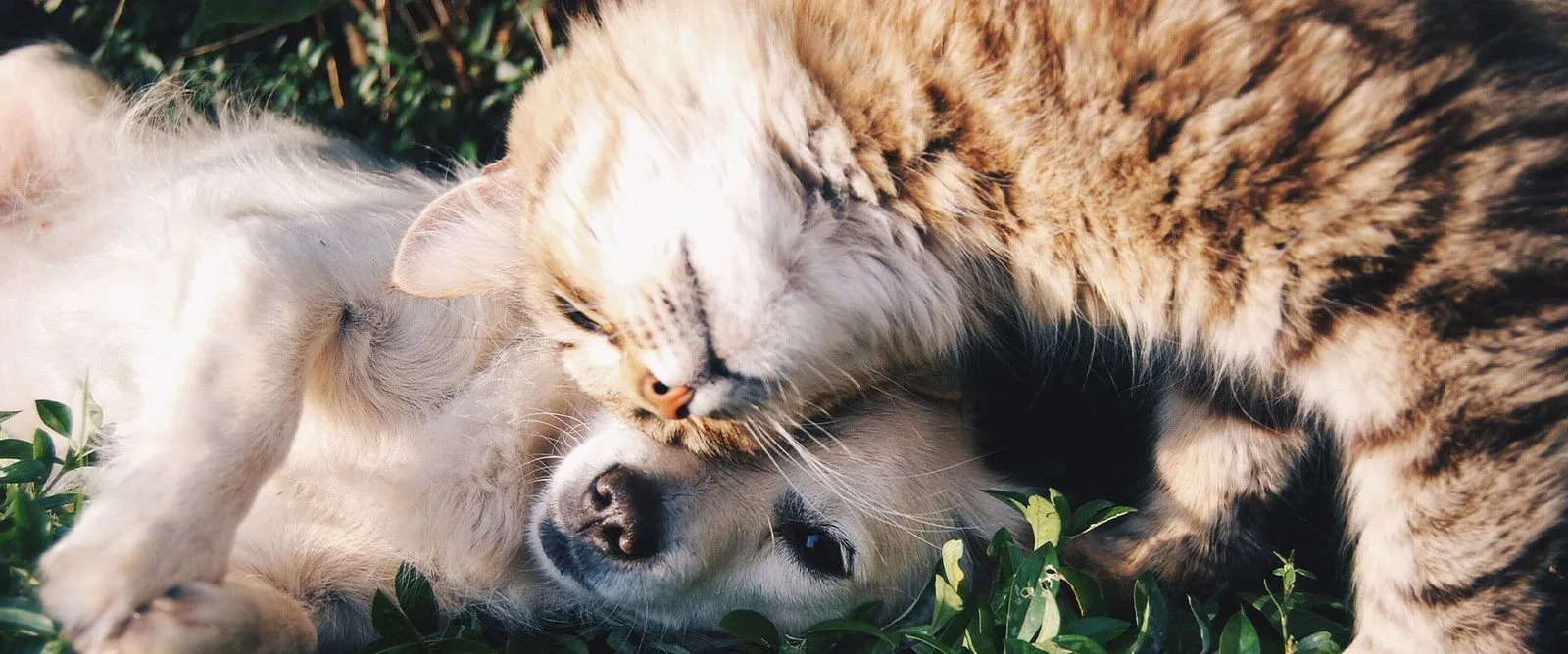 A dog and a cat cuddling in the grass