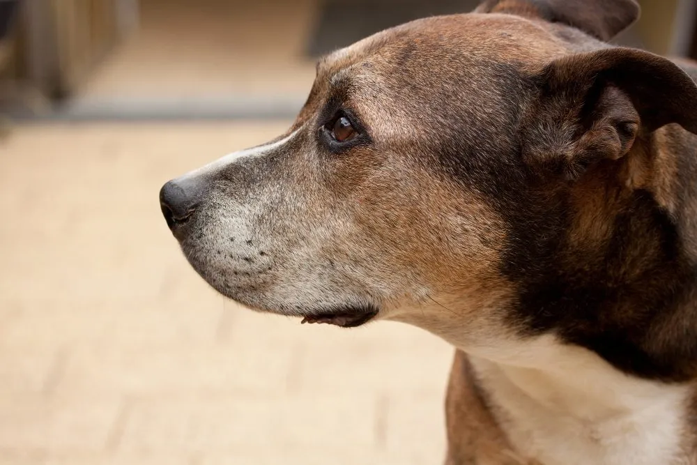 A brown and white dog in profile