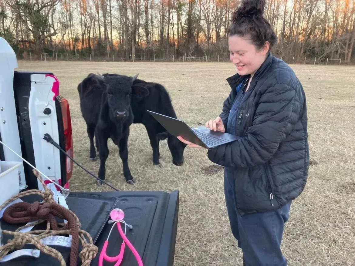 Ark team member working on a laptop beside two black calves in a pasture