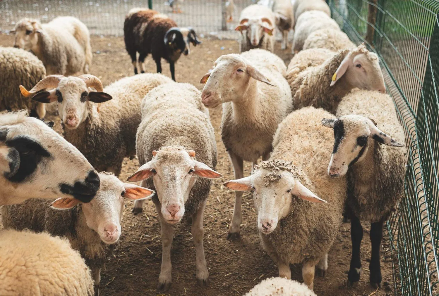 A flock of sheep standing together in a pen